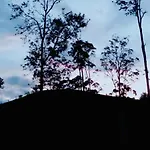 Ella Tea Land View