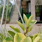 Ella Glory Inn