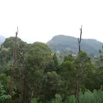 Racy Nature Cottage