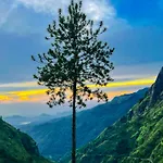 Natur\'S Grove