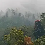 Village Nest