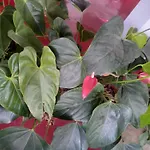 Aroma Heaven Homestay
