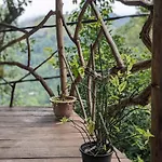 Ella Nature Nest