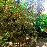 Jungle Face Inn