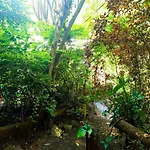 Jungle Face Inn