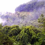 Green Paradise