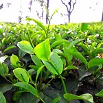 Green Paradise