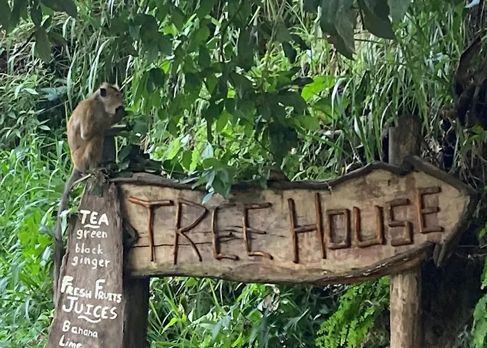 Ella Treehouse