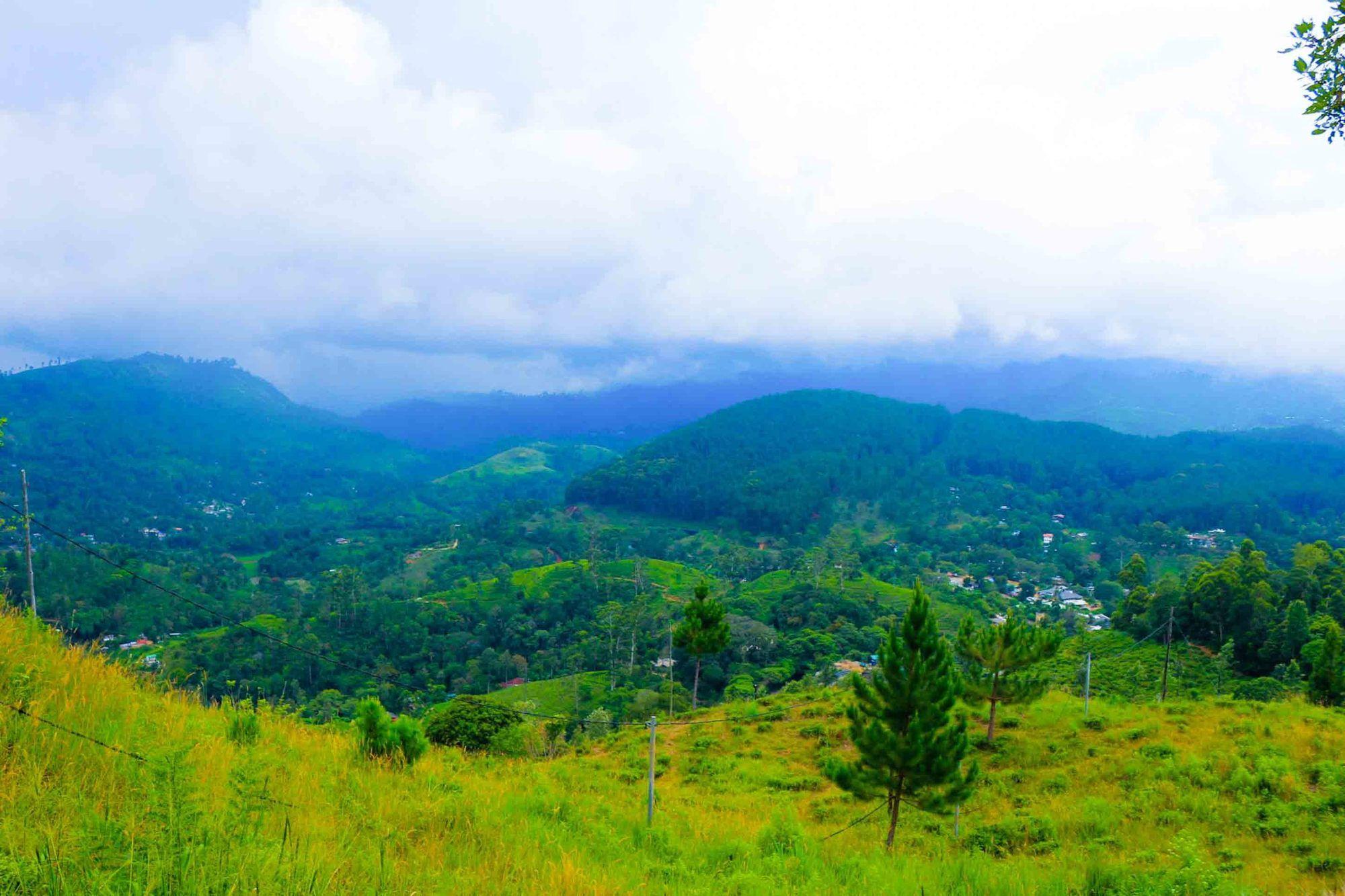 Hill Forest