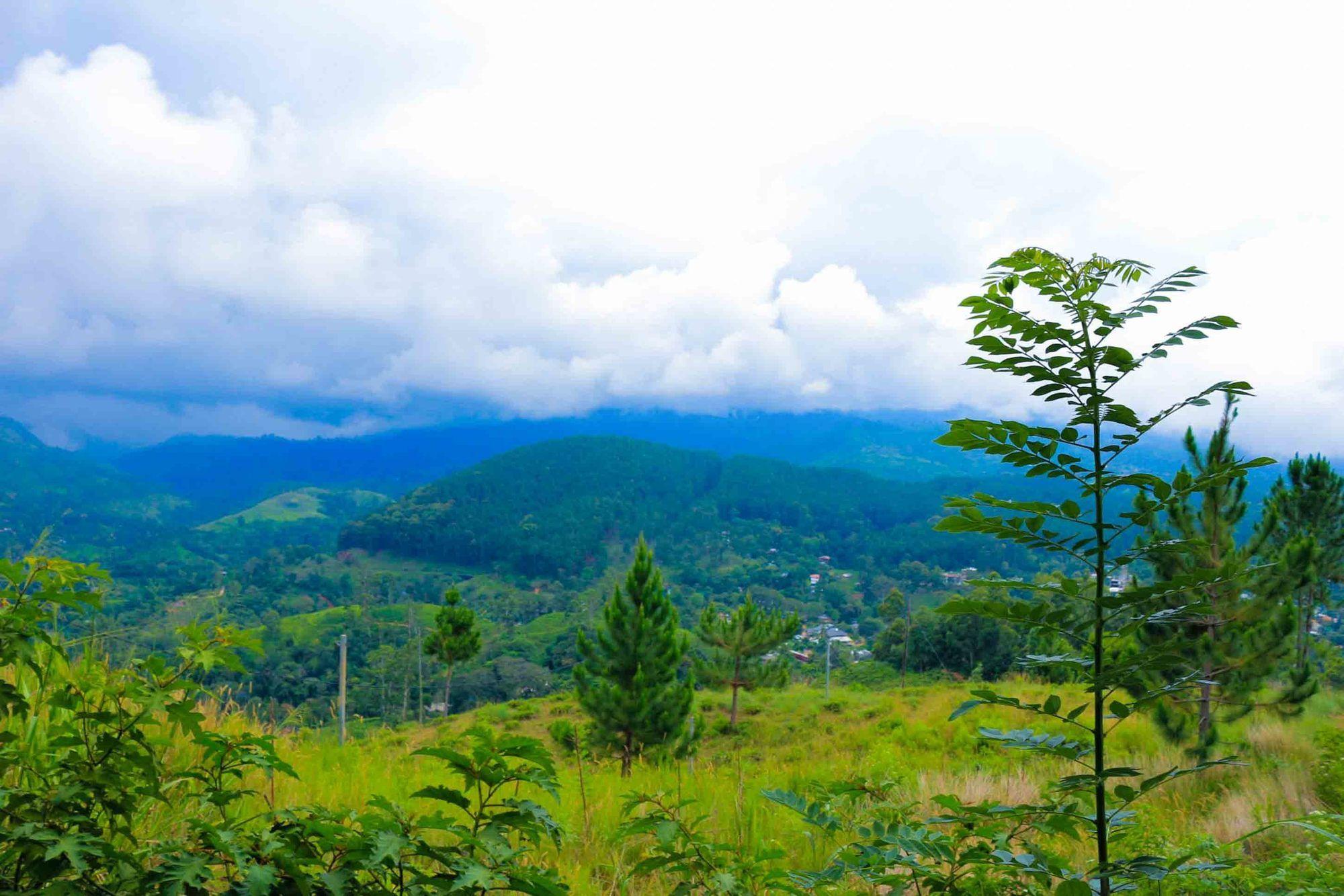 Hill Forest