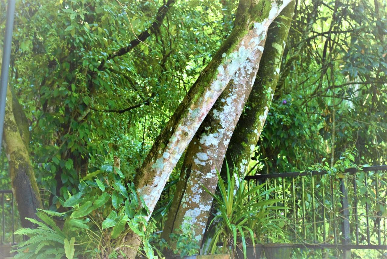 Samadhi Nature