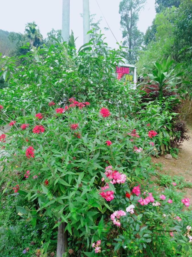 Homestay Tea Land View *