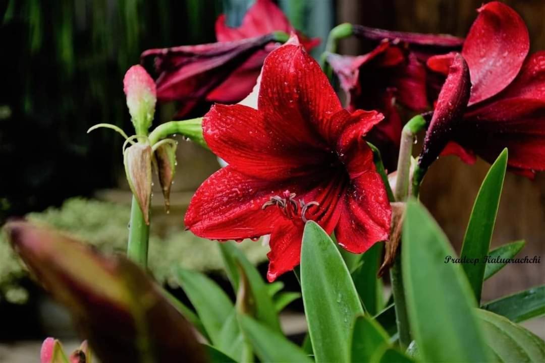 Flower Garden Hotel 4*