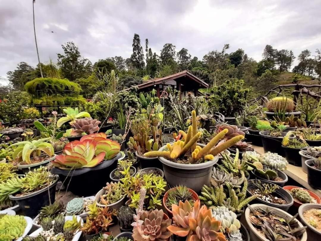Flower Garden