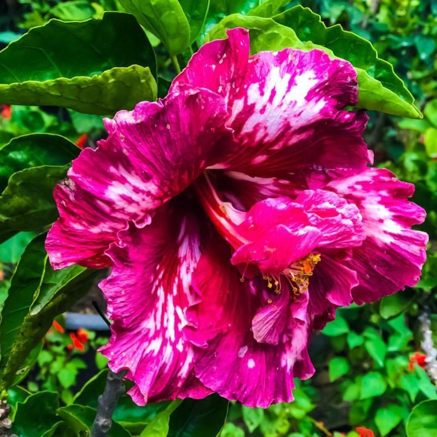 Flower Garden Hotel 4*