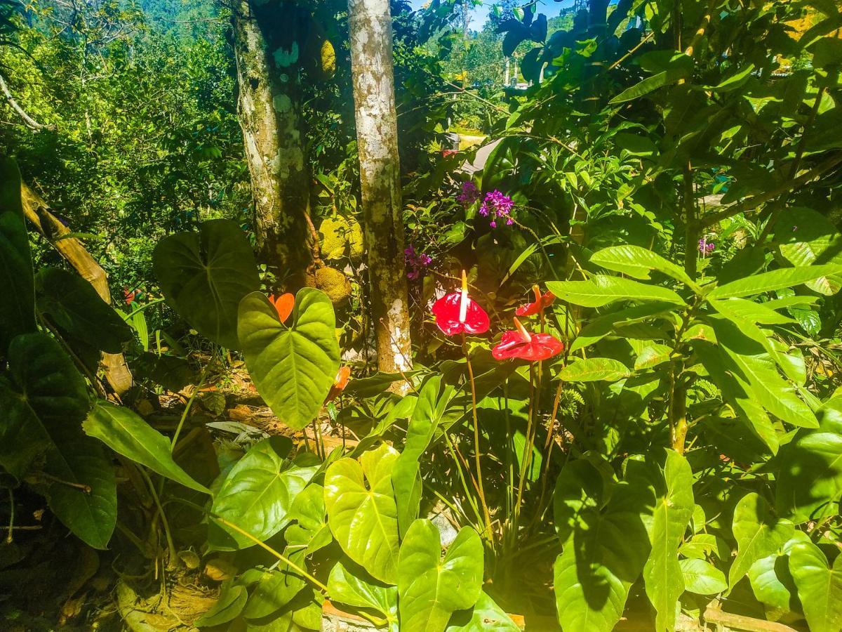 Samadhi Nature Ella