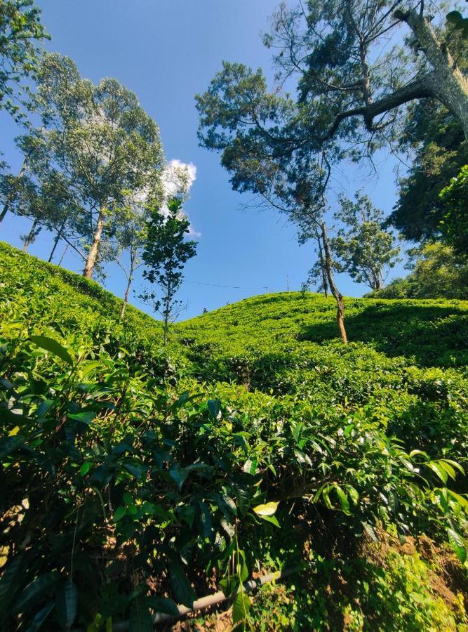 Pepper Garden *