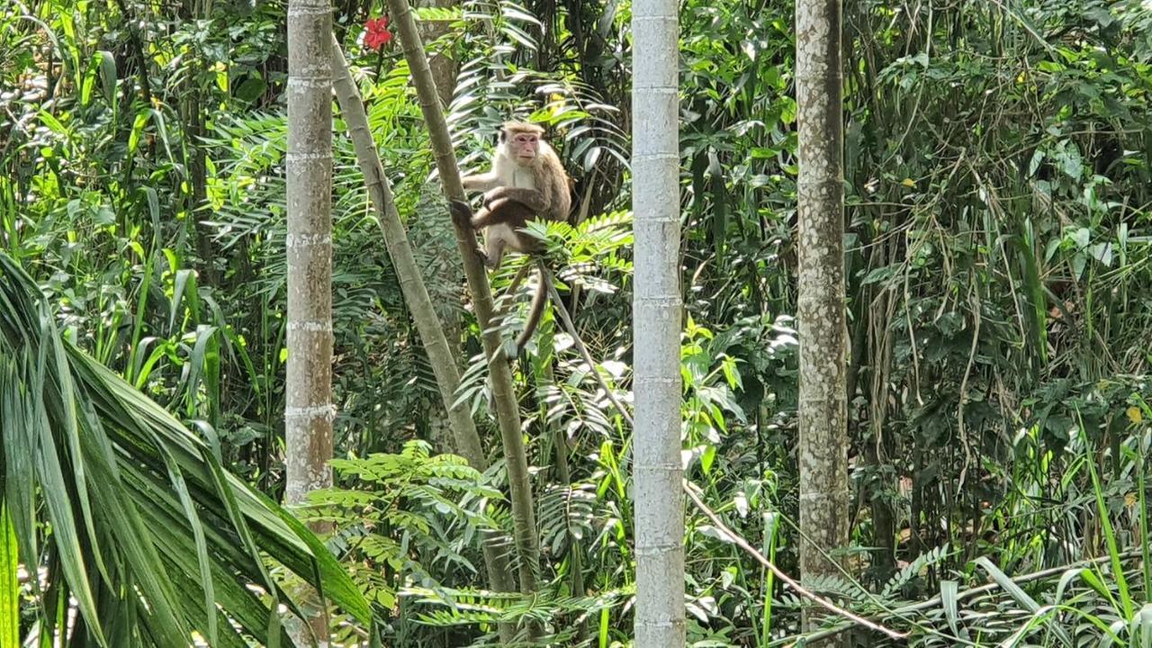 Eco Zone * Ella