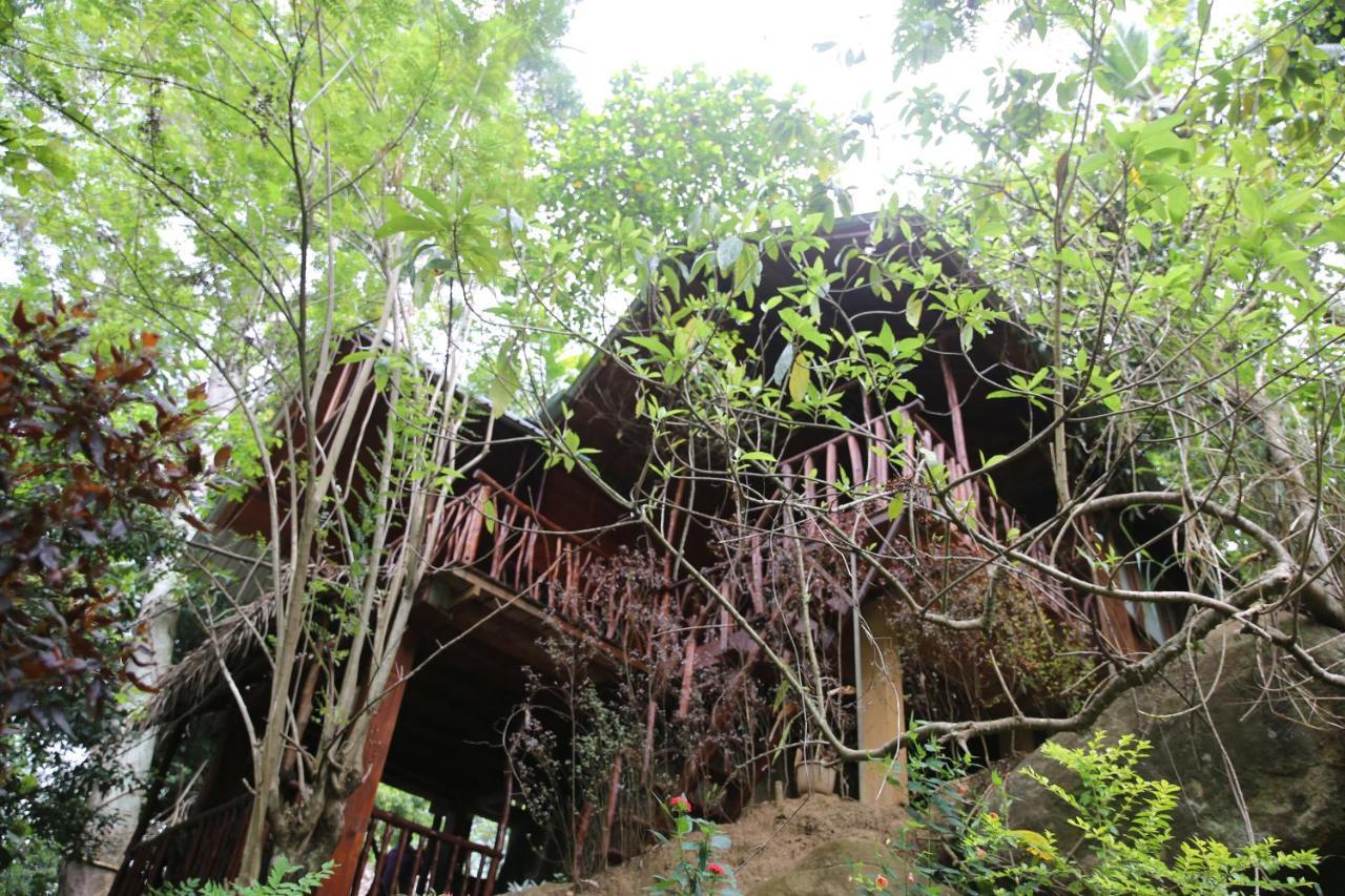 Jungle Face *