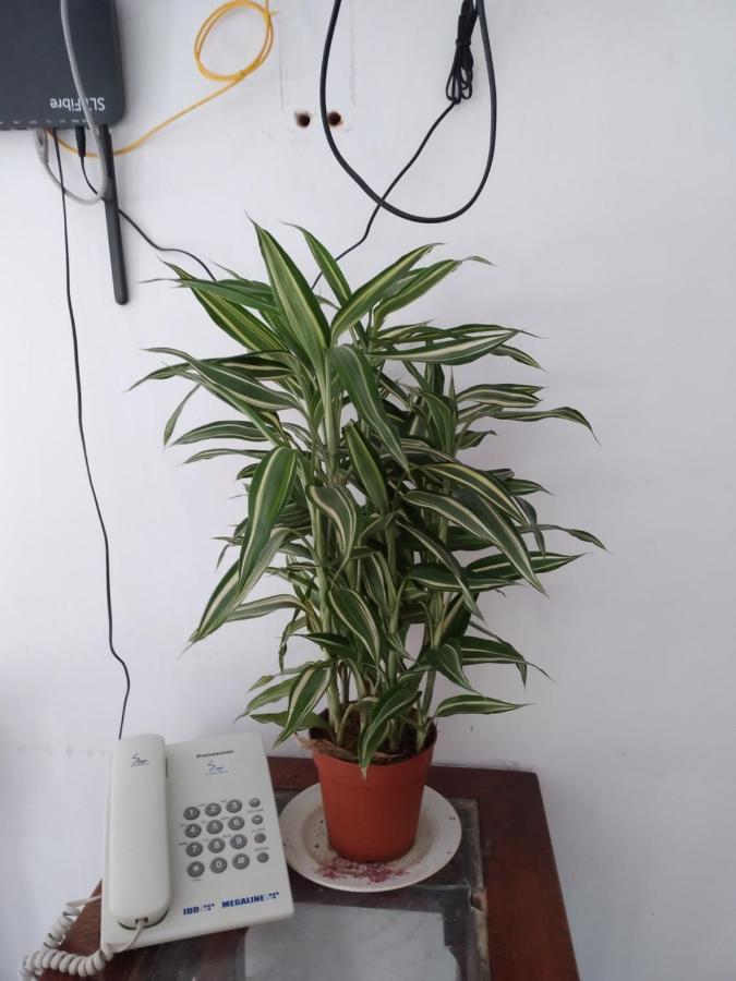Homestay Holly House *