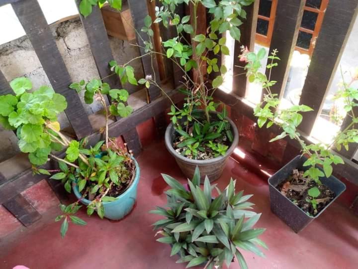 Homestay Ask *