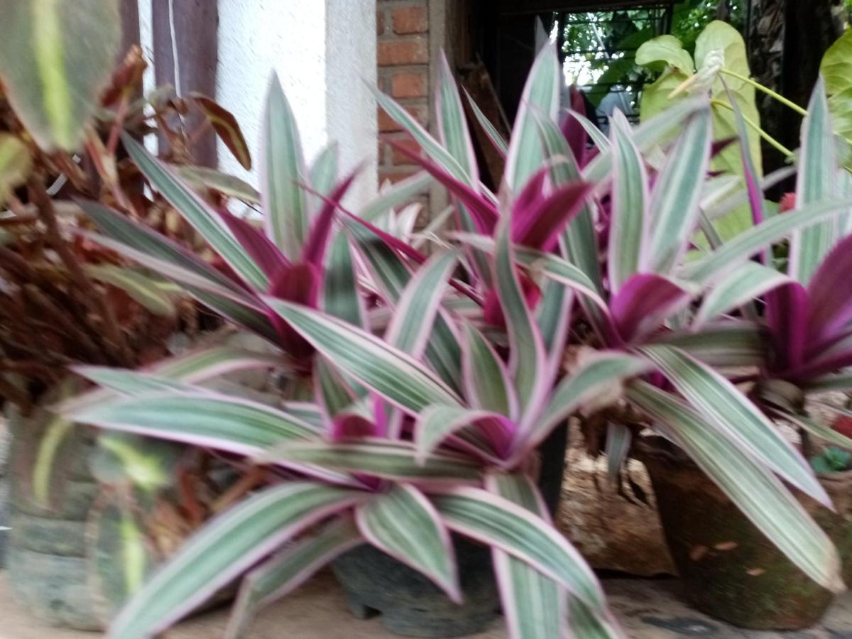 Nimsara Homestay Ella