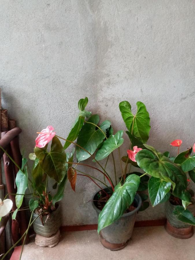 Nimsara Homestay