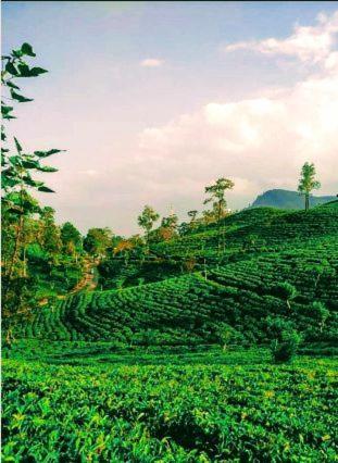 Green Jungle 