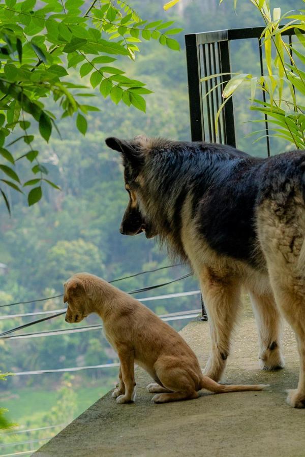 Homestay Star Gaze
