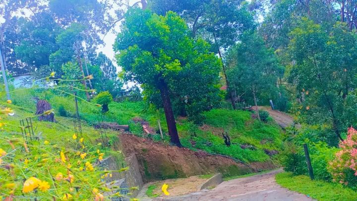 Hillsite View Ella