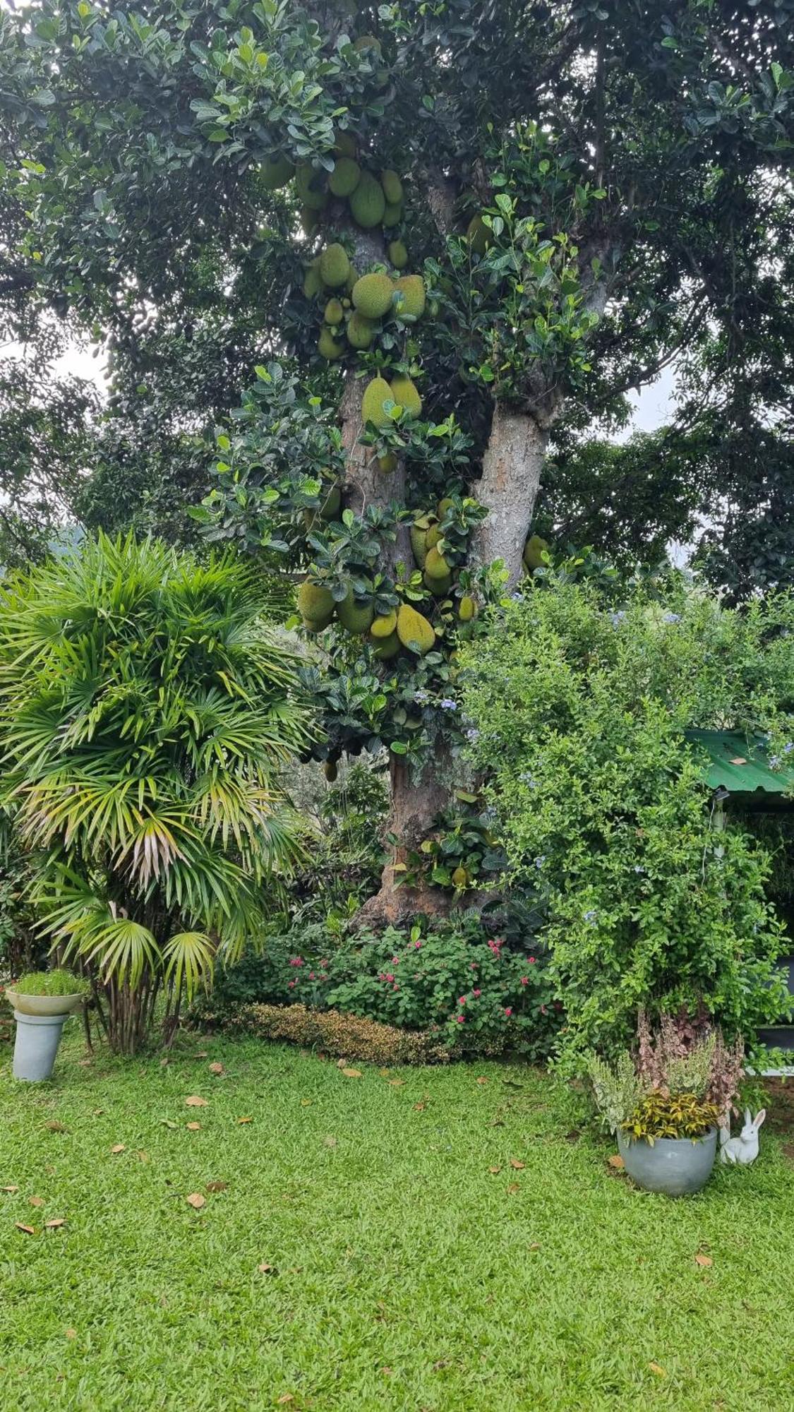Sithara Estate Villa Ella