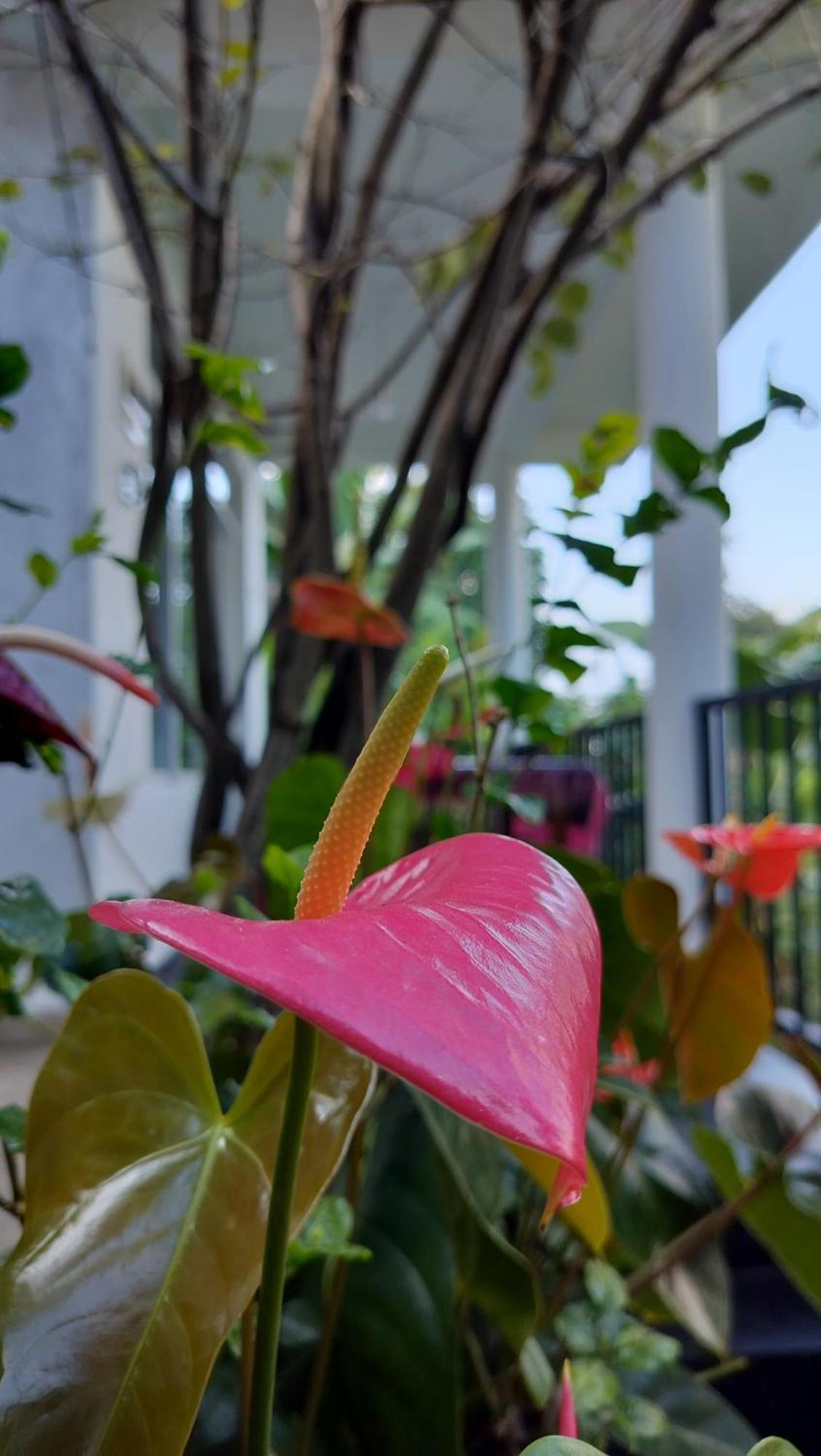 Homestay The Bliss Ella