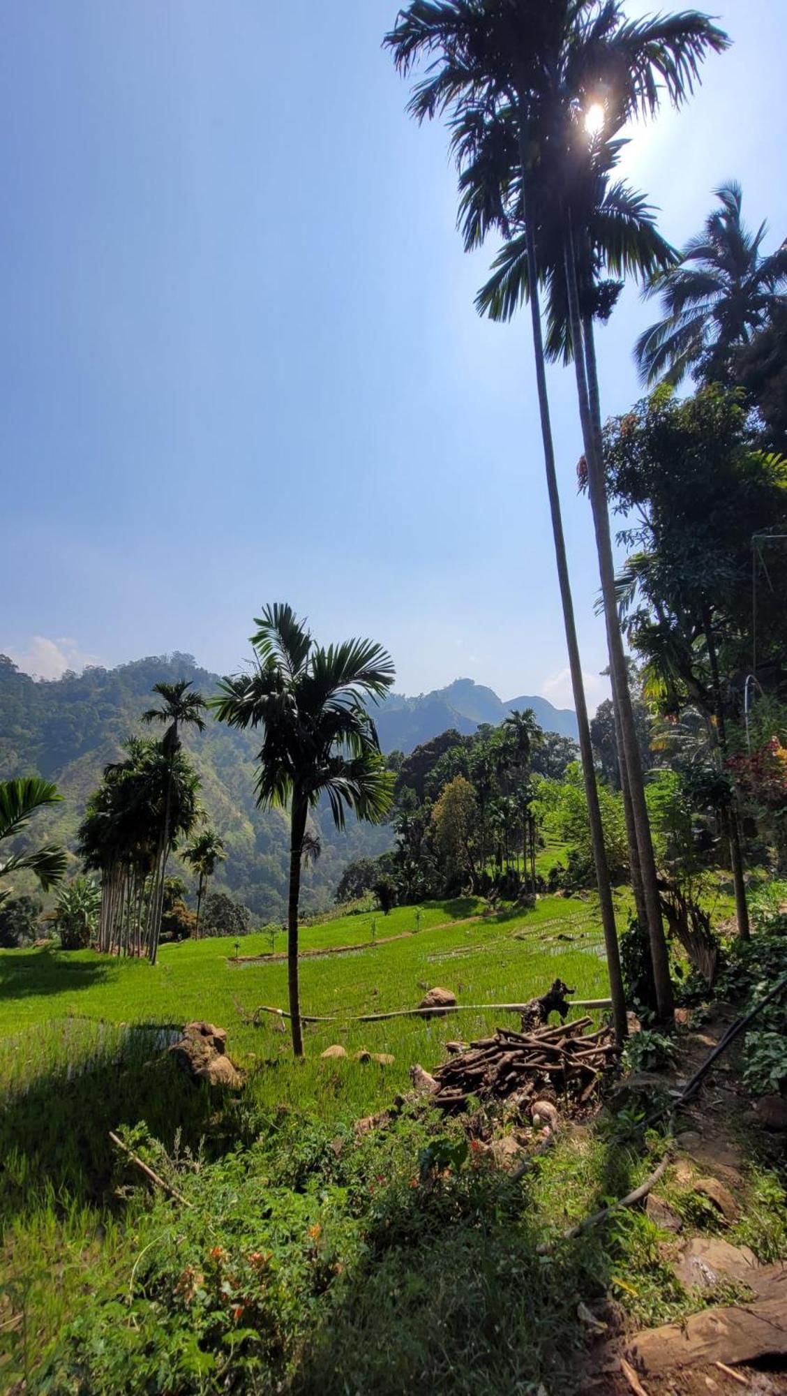 Forest Rawana Homestay