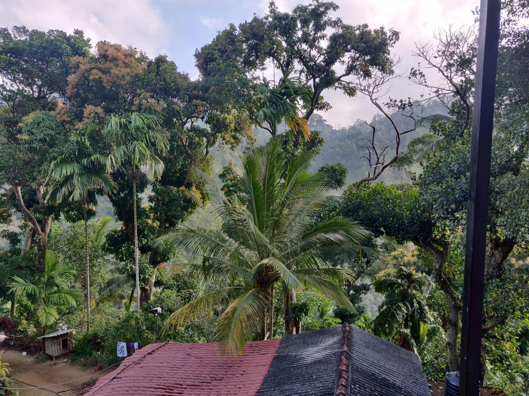 Homestay Forest Rawana