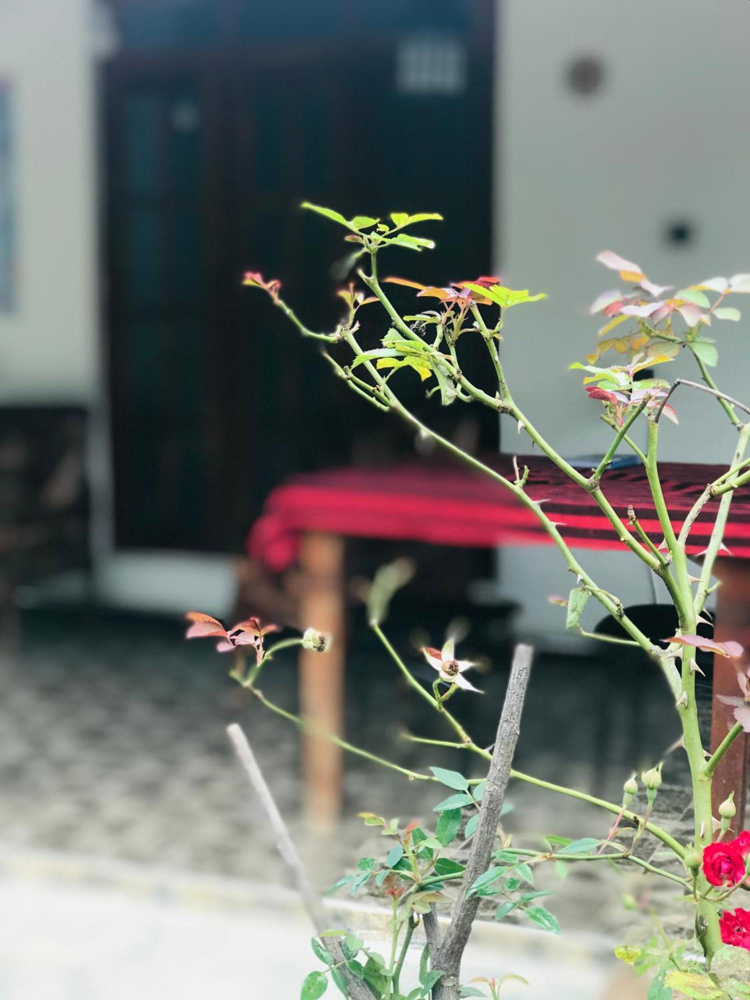 Homestay Cinnamon