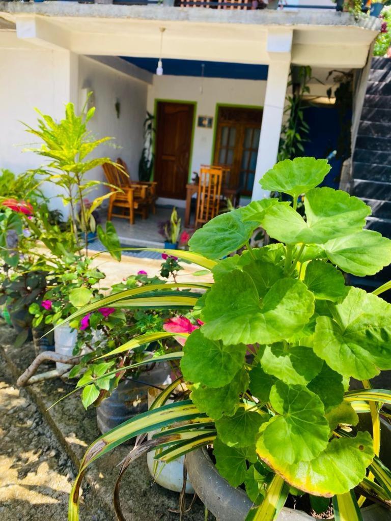 Homestay Mellow