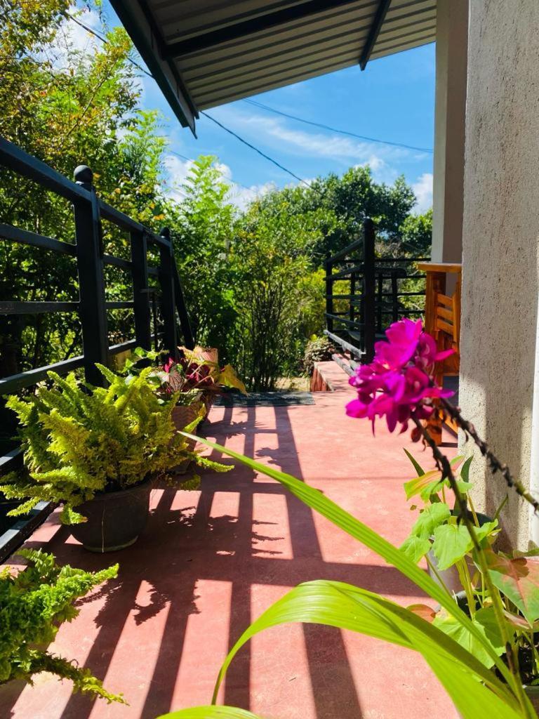 Homestay Mellow