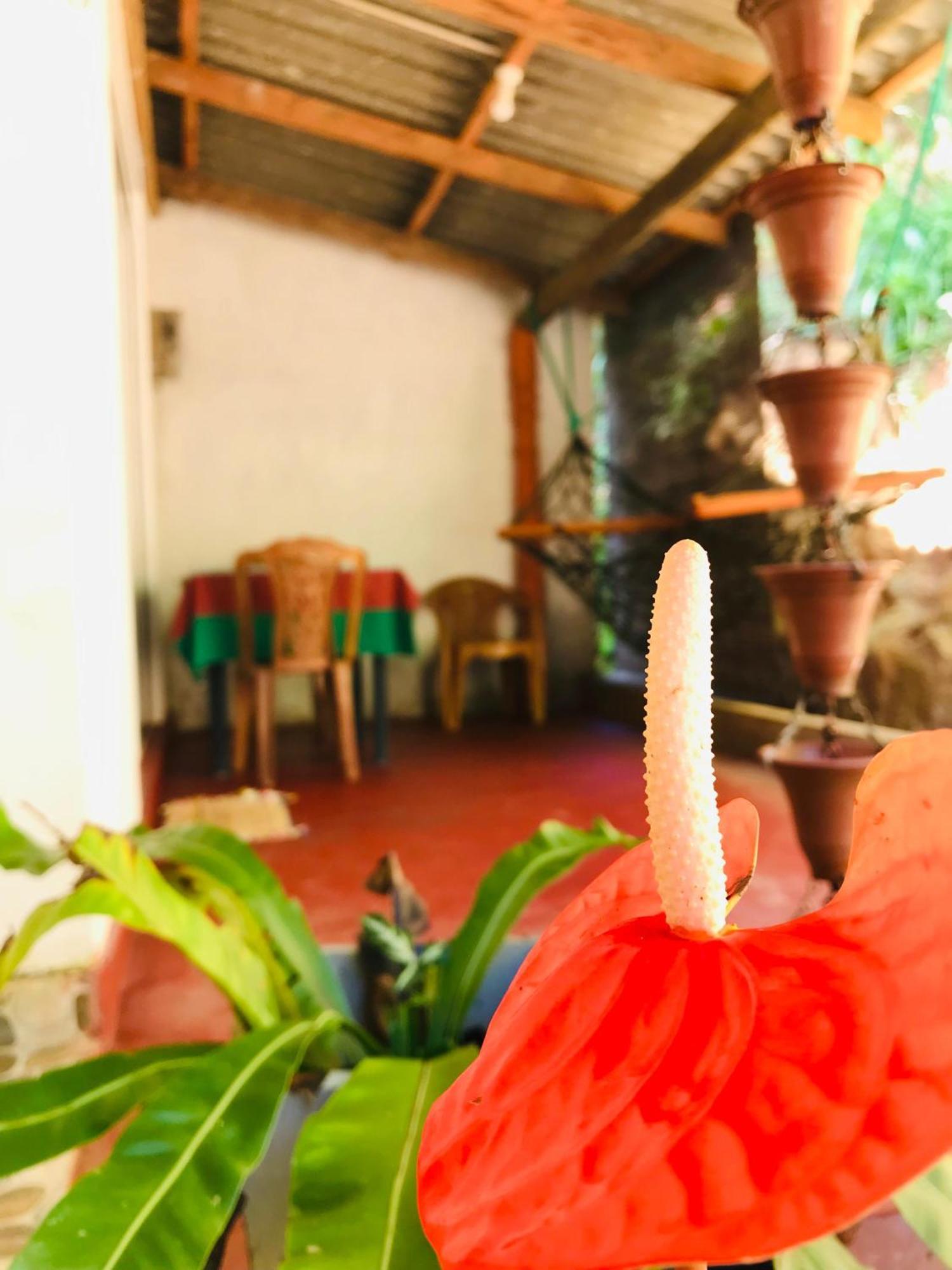 Jungle