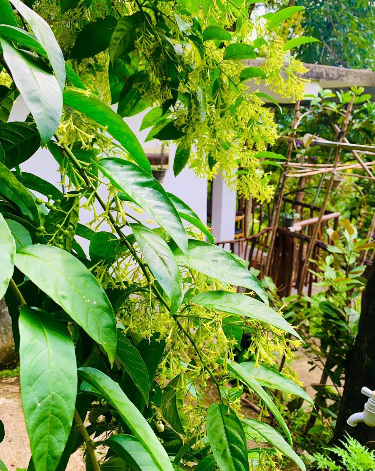 Bella Homestay Ella