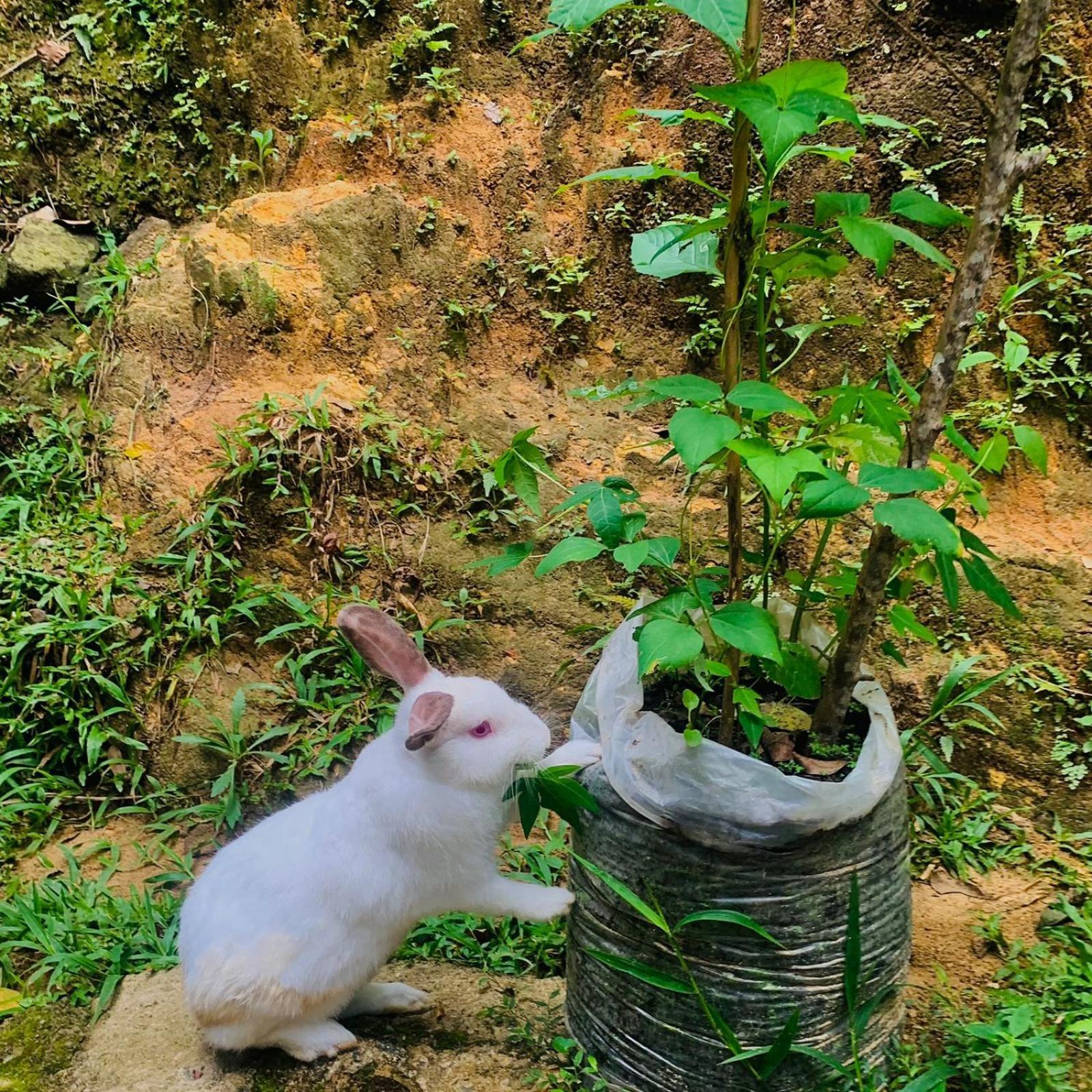 Bella Ella