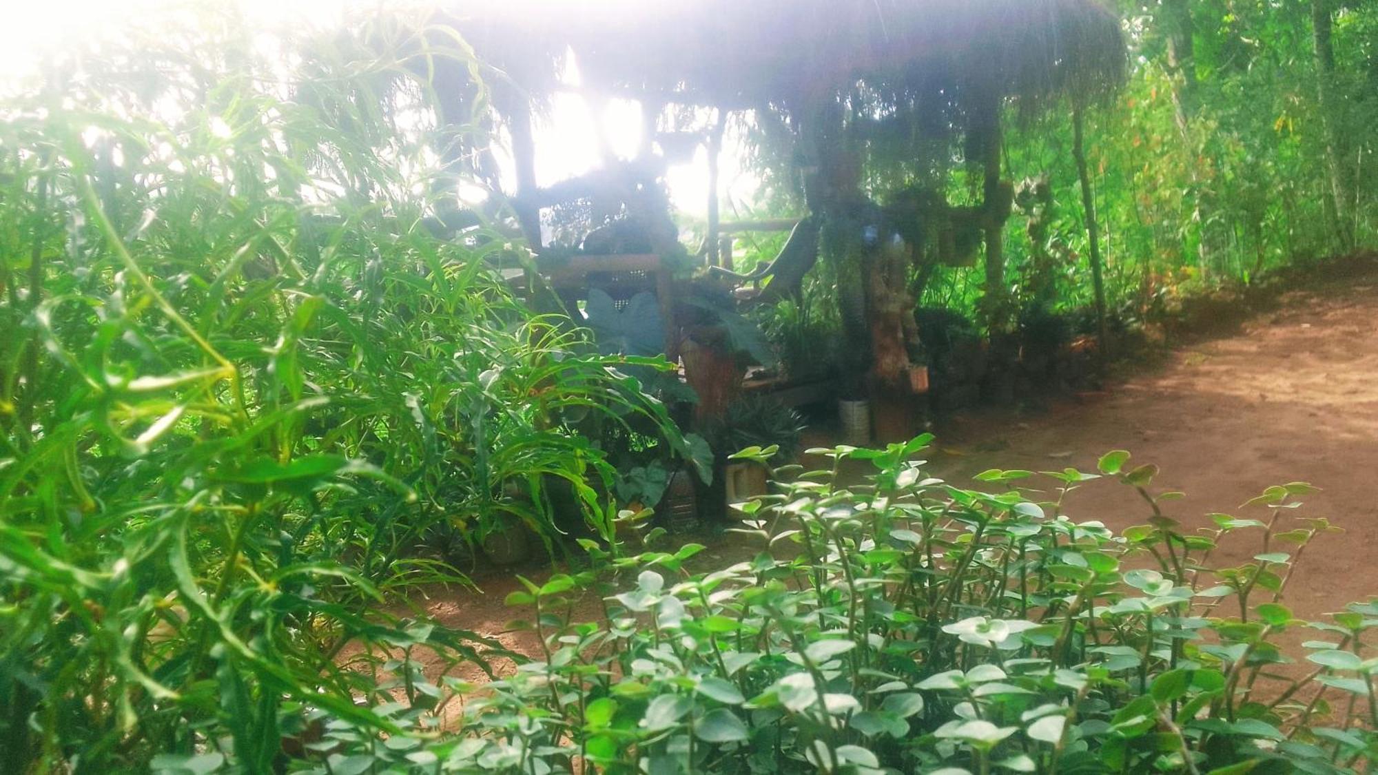 Green Jungle 