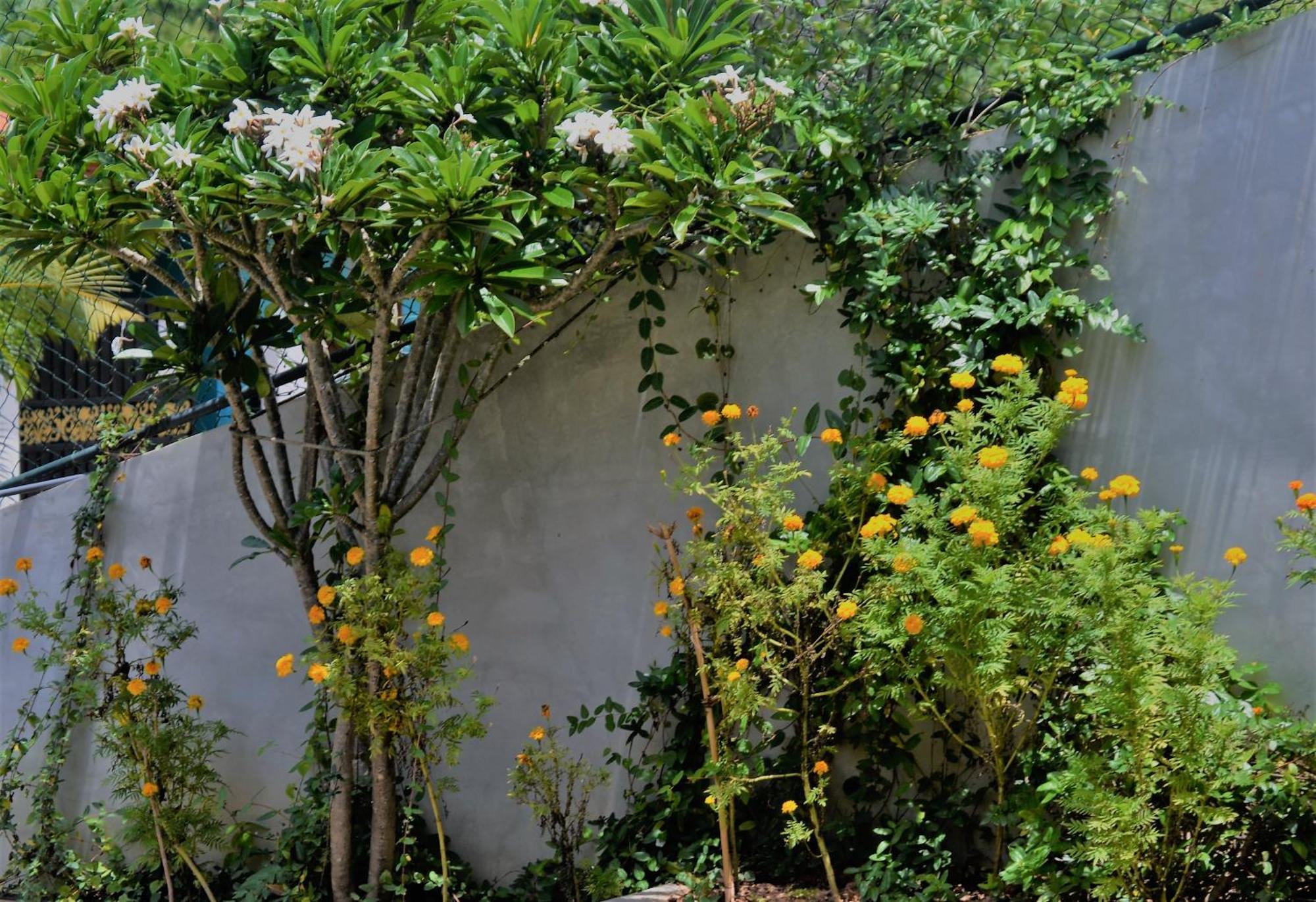 Bellaxy Ceylon Bed & Breakfast