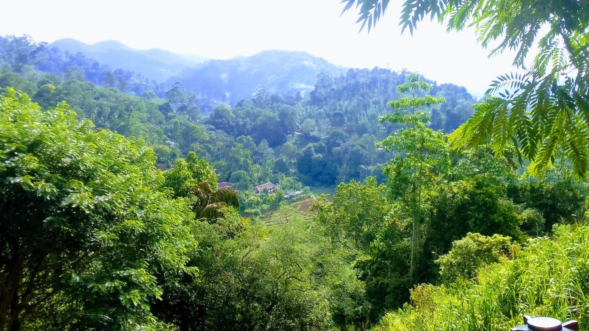 Green Jungle 