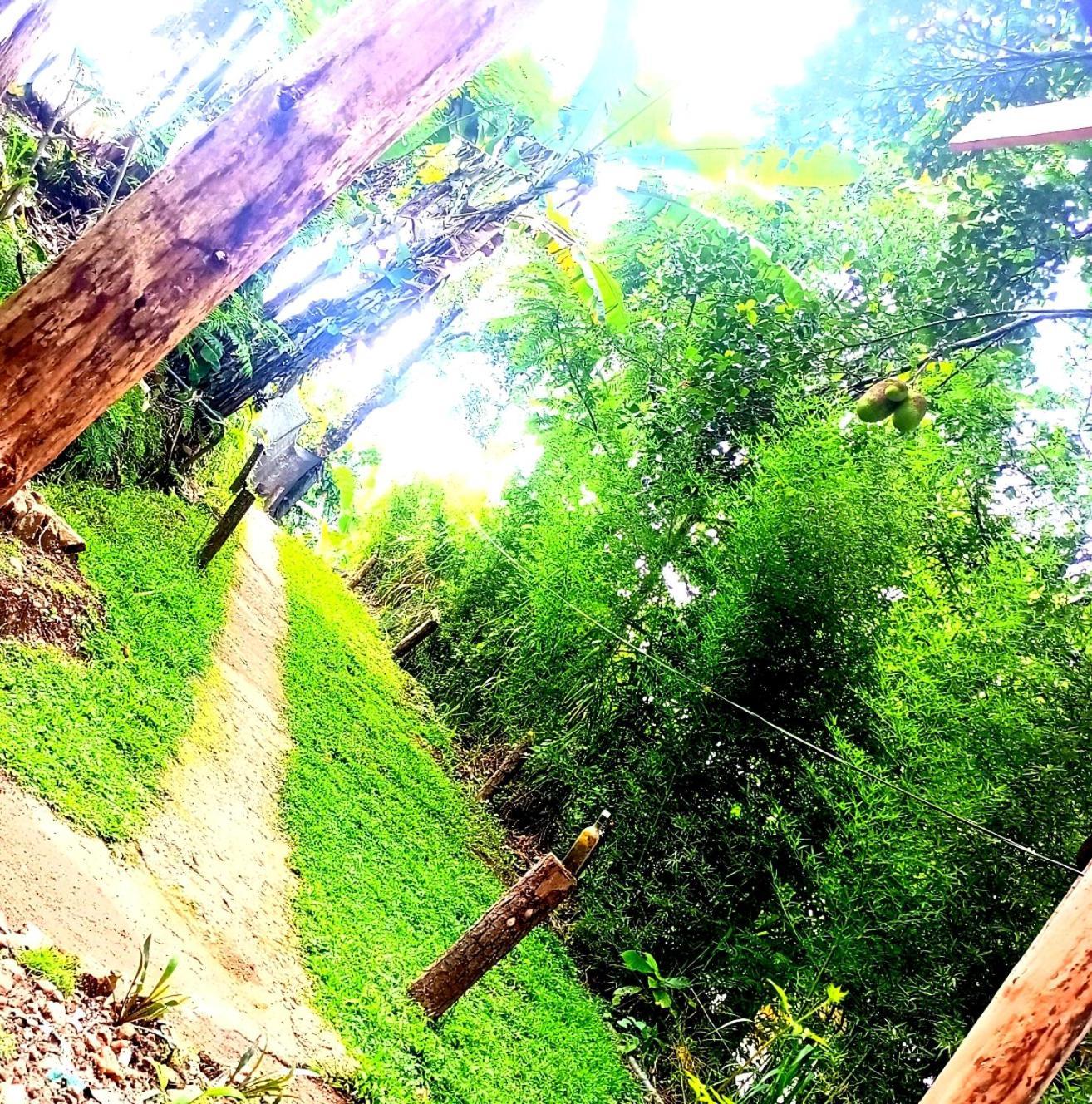 Foret