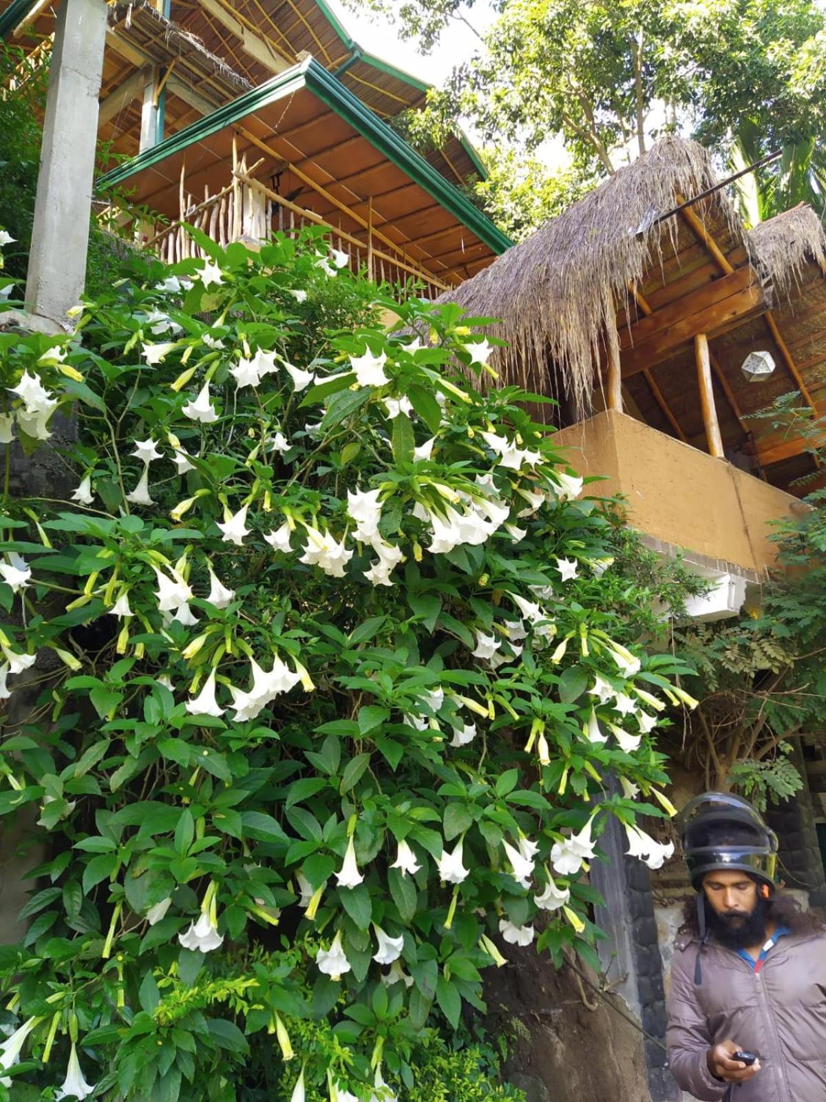 Treehouse Ella