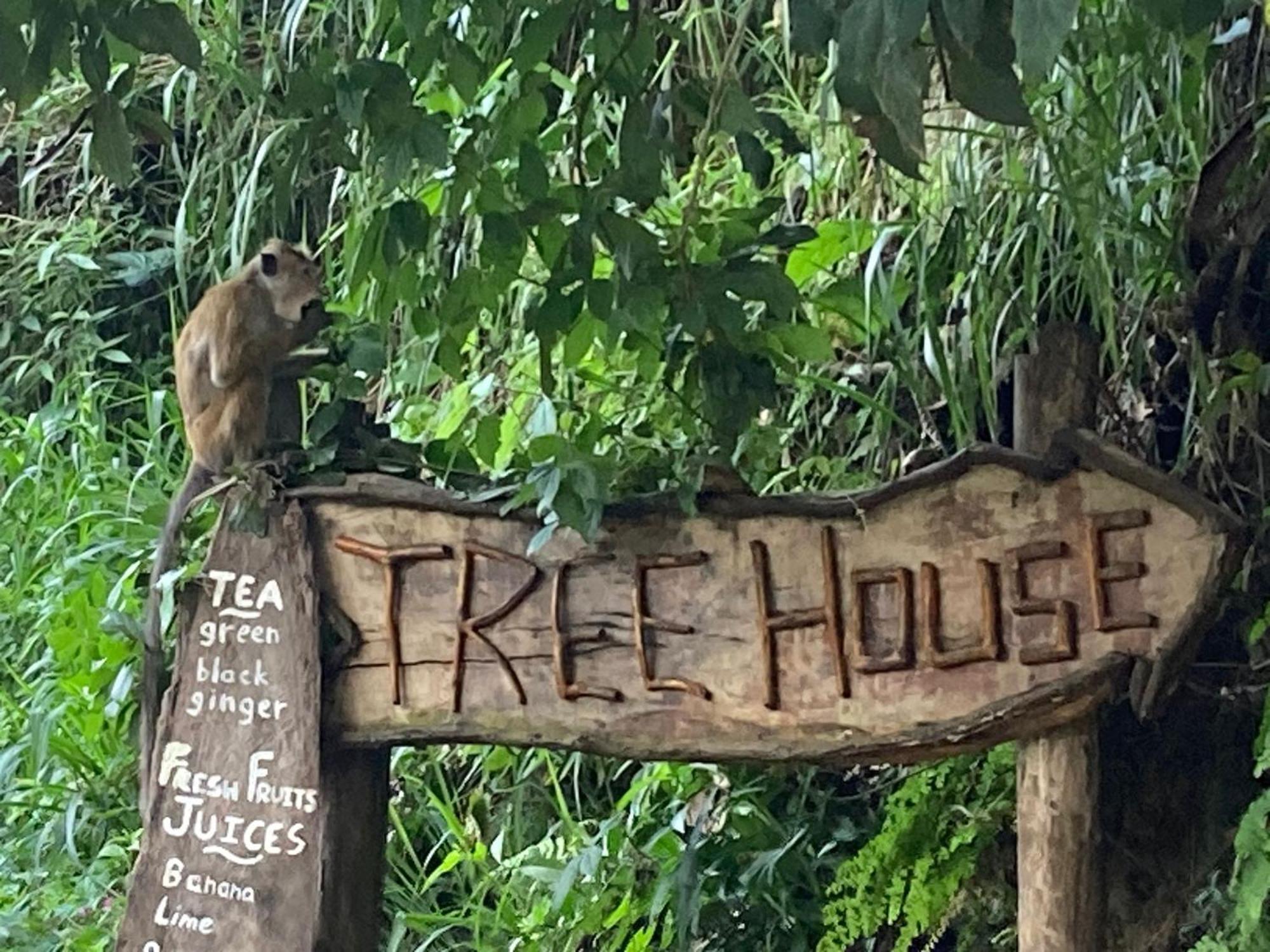 Treehouse Guest house *