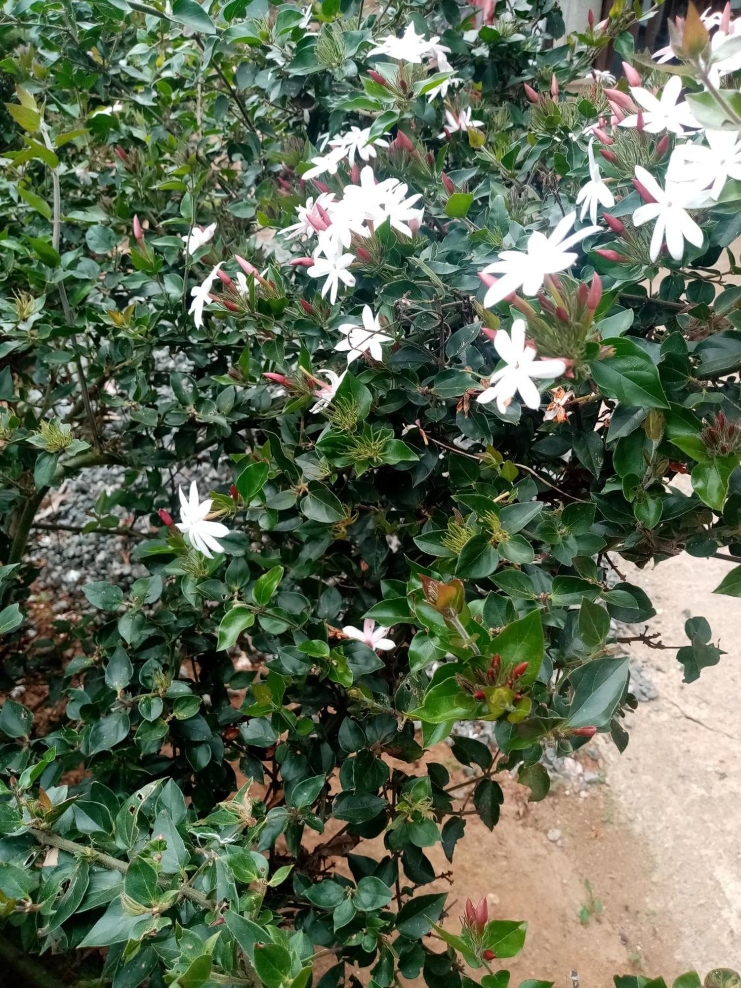 Apurvi