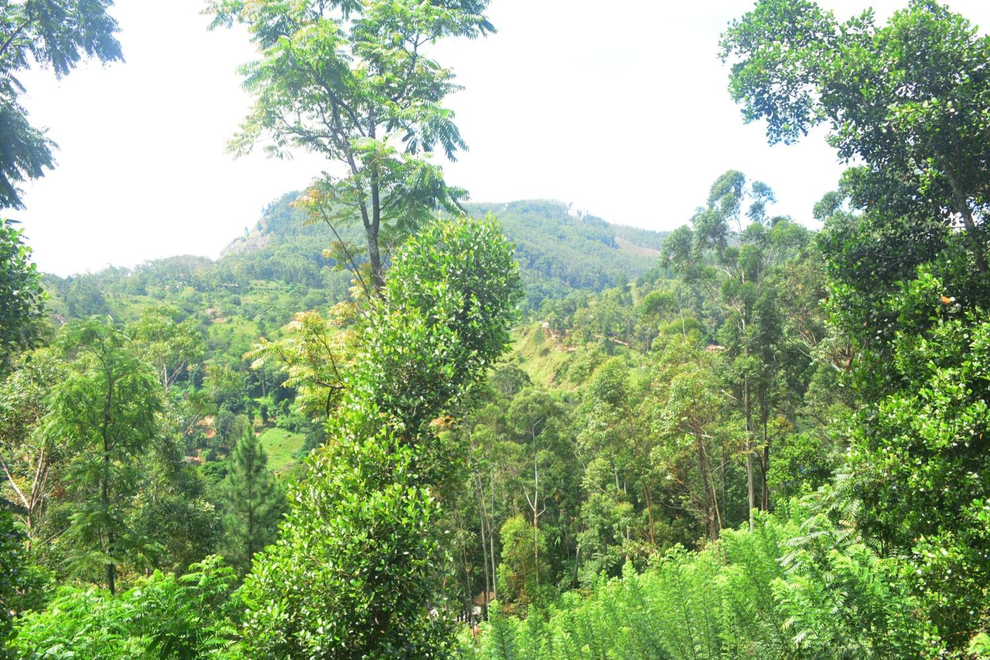 Racy Nature Ella
