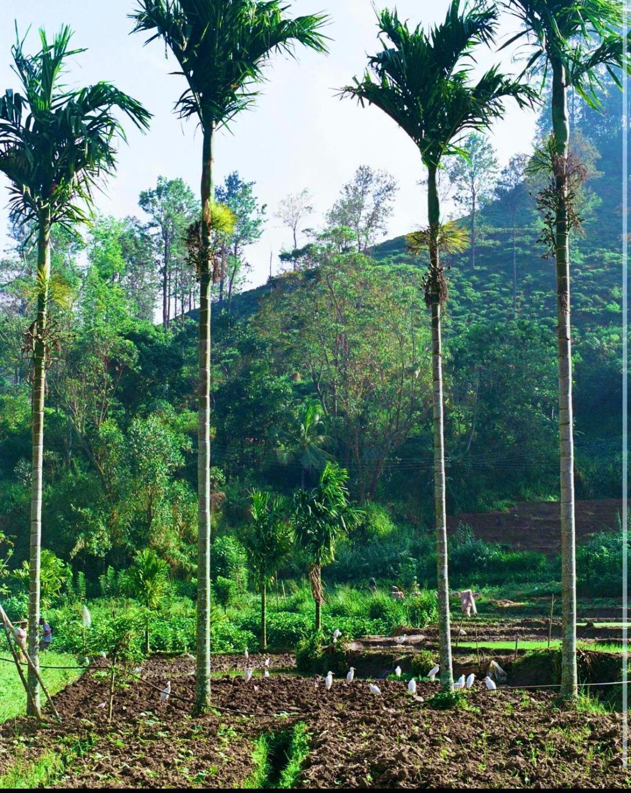 Moksha Eco Ella