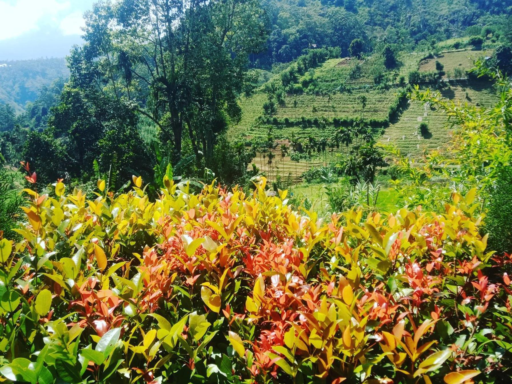 New Farmers Paradise *